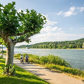 Rheinradweg bei Bad Breisig