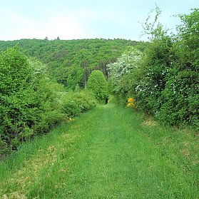 Wiesenpfad Rundwanderweg Nr. 5