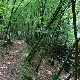 Verwunschener Pfad im Hocheifel-Mischwald