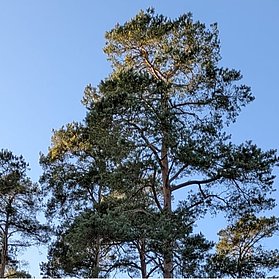 Uralter Kiefernbestand
