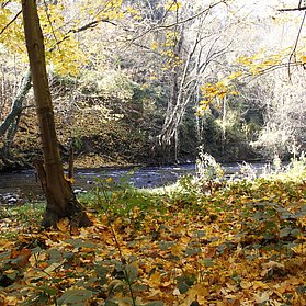 Ahrufer im Herbst