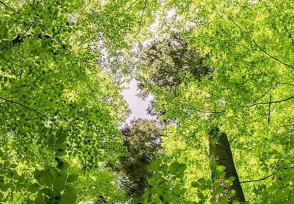 Buchen-Blätterdach im Urwaldprojekt Wohllebens Waldakademie