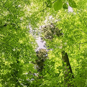 Buchen-Blätterdach im Urwaldprojekt Wohllebens Waldakademie