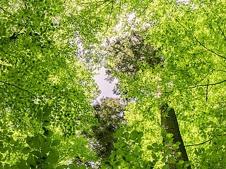 Buchen-Blätterdach im Urwaldprojekt Wohllebens Waldakademie