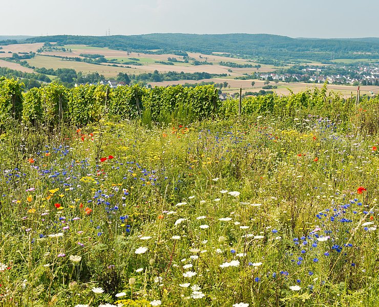 Ehlinger Ley, Ahrtal, Ehlingen, Ehlinger Köpfchen, AhrSteig