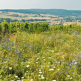 Ehlinger Ley, Ahrtal, Ehlingen, Ehlinger Köpfchen, AhrSteig