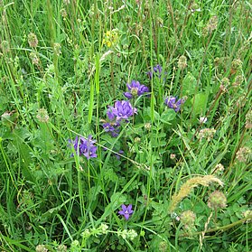 Blumen am Wegrand