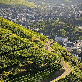 Ahrtal Sommer-2022-016-Olivenhain Weingut Kriechel