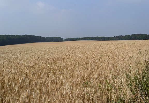 Blick über Felder