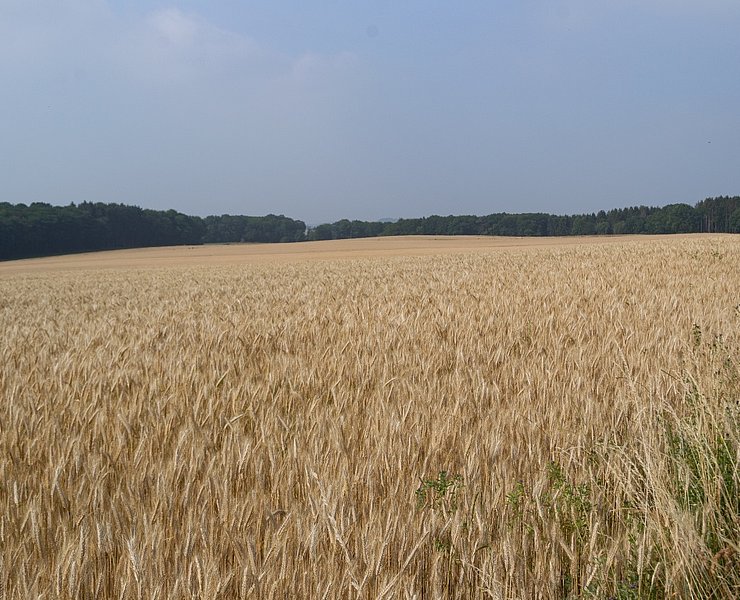 Blick über Felder