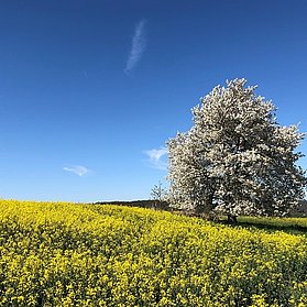 Rapsfeld bei Koisdorf