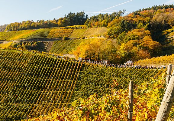 Weinherbst Mittelahr
