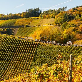 Weinherbst Mittelahr