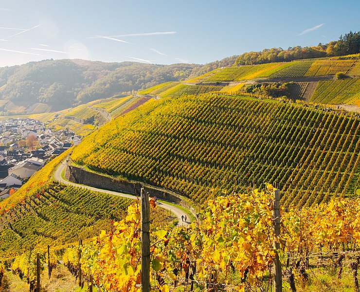 Weinherbst Mittelahr Dernau