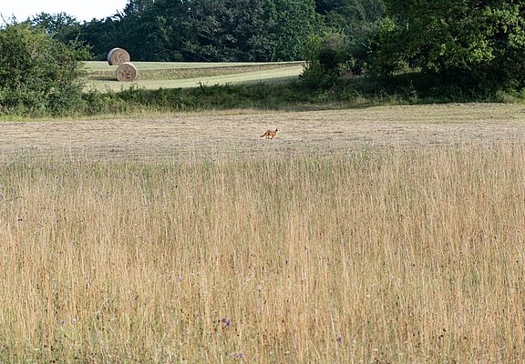 Fuchs am Morgen