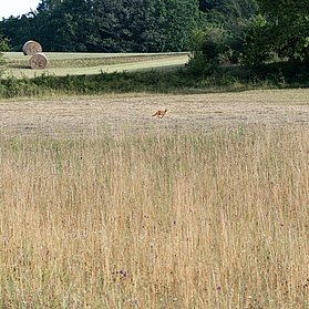 Fuchs am Morgen
