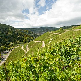 Weinberge bei Walporzheim
