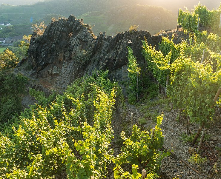 Weinberge im Ahrtal