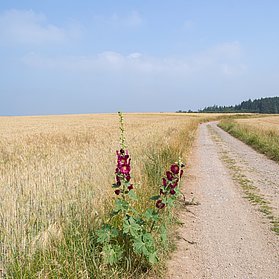 Weg entlang Felder