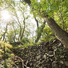 Neuenahrer Berg, Bad Neuenahr, Ahrtal, AhrSteig, wandern