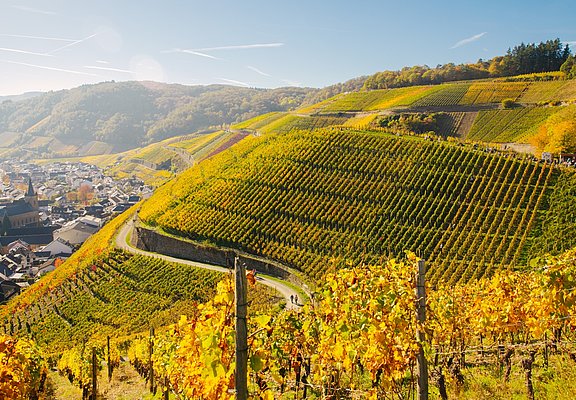 Weinherbst Mittelahr Dernau