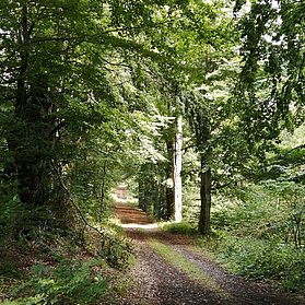 Buchenalle zwischen Antweiler und Eichenbach