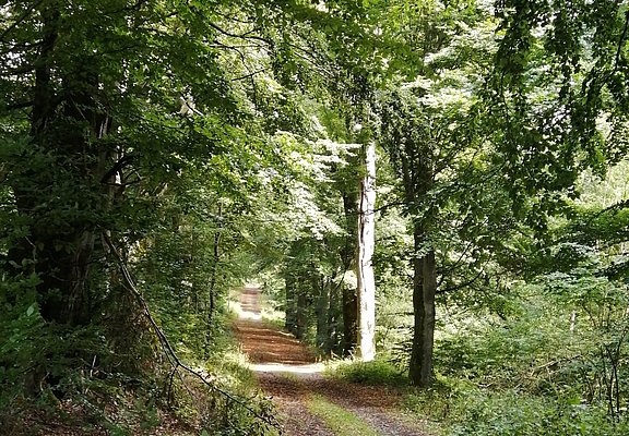 Buchenalle zwischen Antweiler und Eichenbach