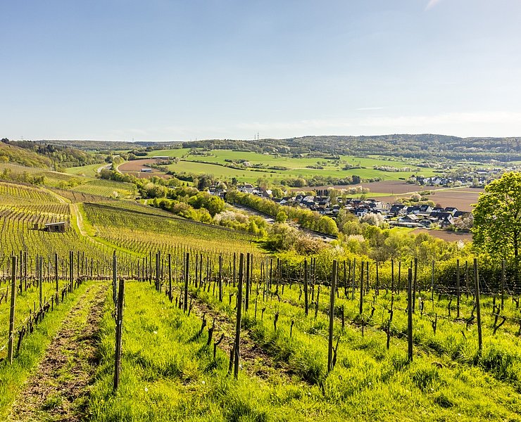 Weinberge oberhalb von Ehlingen