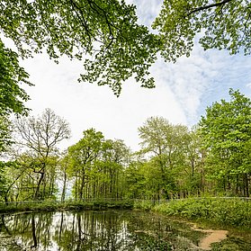 Burgweiher bei Nürburg
