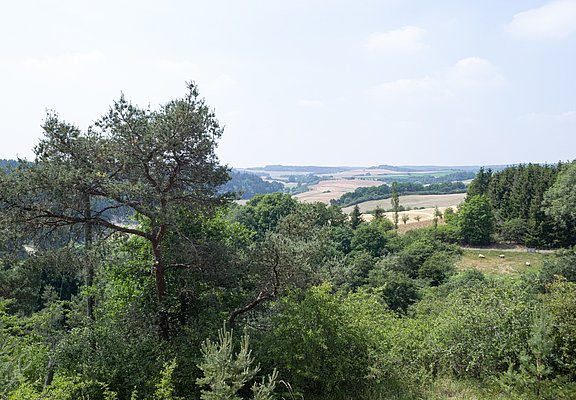 Blick über Baumkronen