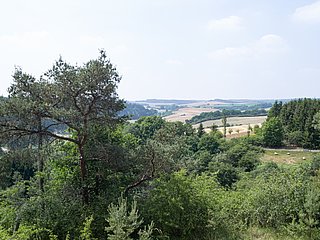 Blick über Baumkronen