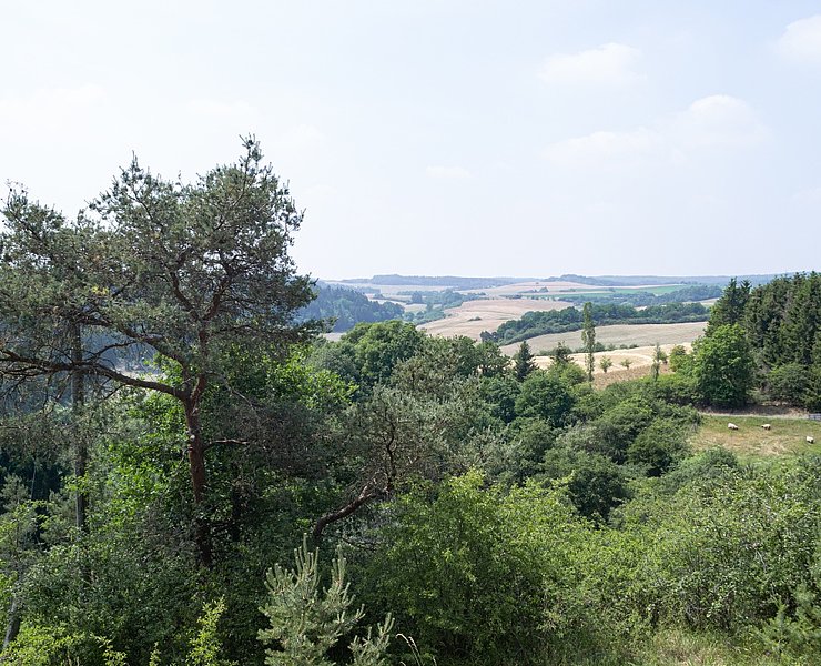 Blick über Baumkronen