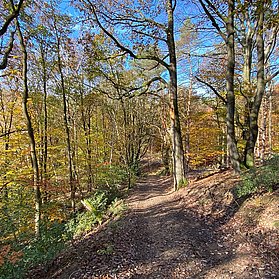 Waldweg zur Rheinhöhe