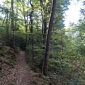 schmaler Pfad durch den Wald