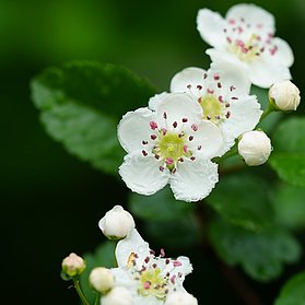 Weissdornblüte
