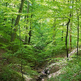 Urwaldprojekt Wohllebens Waldakademie