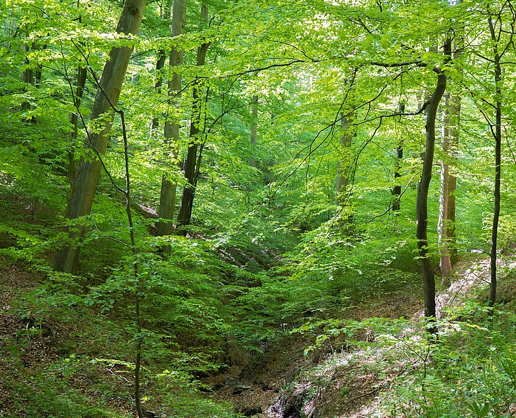 Urwaldprojekt Wohllebens Waldakademie