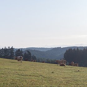 Kühe auf der Weide