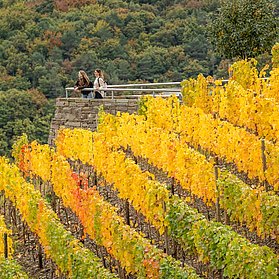 Weinberge im Herbst auf der Wein-Entdecker-Tour