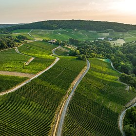 Blick auf den Rotweinwanderweg