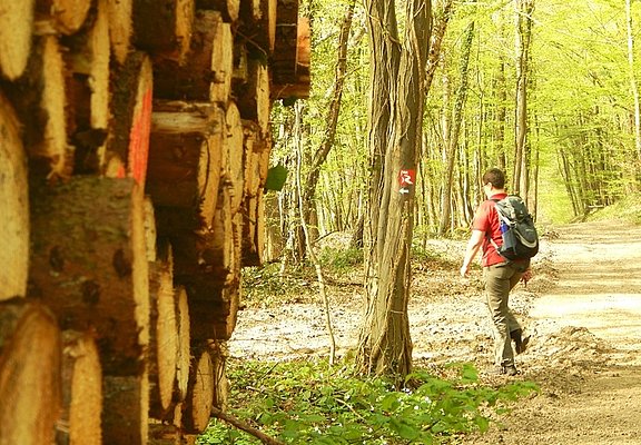 Waldweg