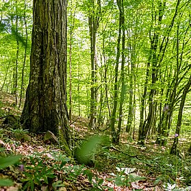 Schattiger Buchenwald im UrwaldProjekt der Wohllebens Waldakademie